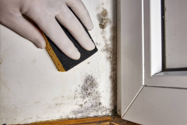 Reliable Cresaptown, MD Mold Removal Solutions